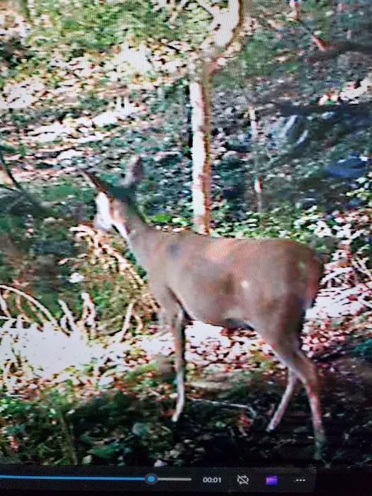 Indian Springs Park 5