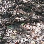 Pomme De Terre Beach