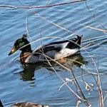 Lakeshore RV & Mobile Home Park