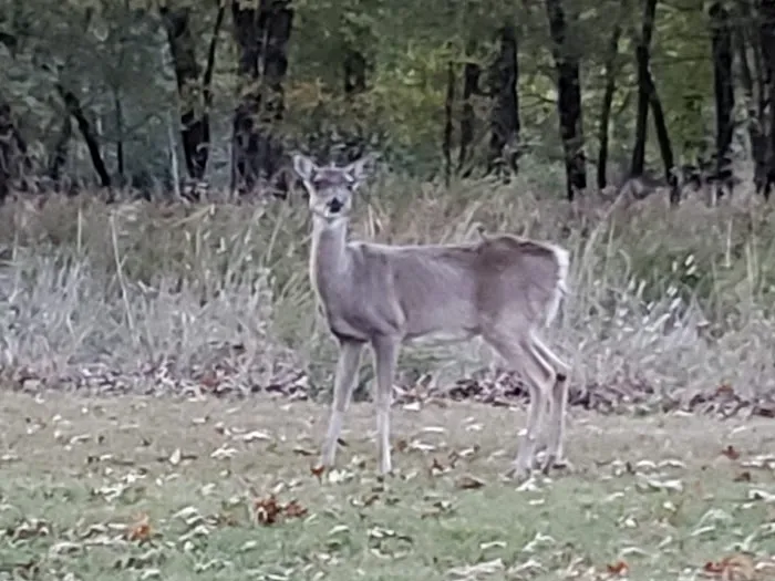 Cherokee Campground 8