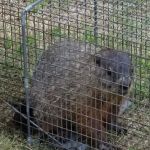 Gibson RV Park by the Lake