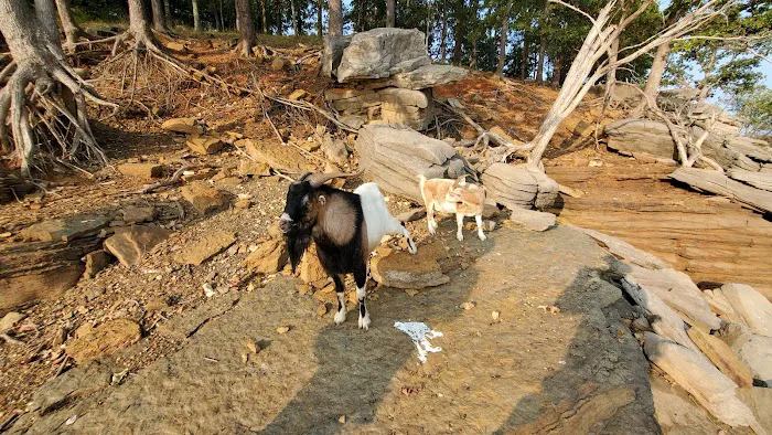 The real Goat Island 5