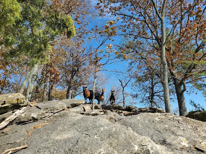 The real Goat Island 9