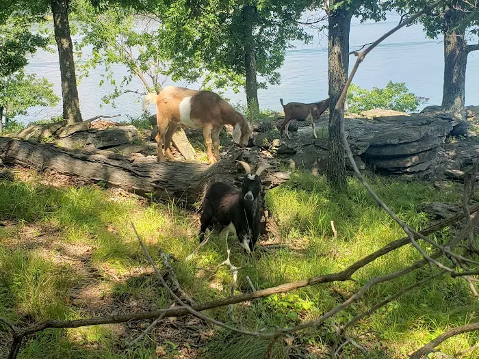 The real Goat Island 2
