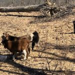 The real Goat Island
