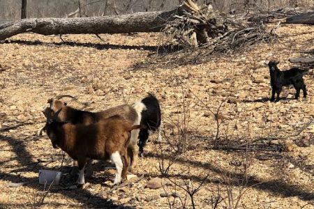 The real Goat Island