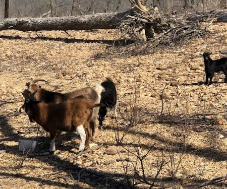 The real Goat Island