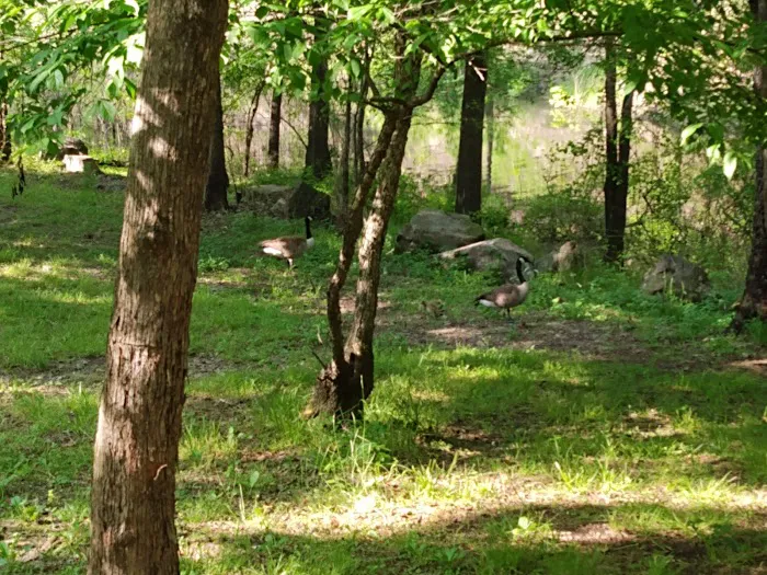 Denby Point Campground 6