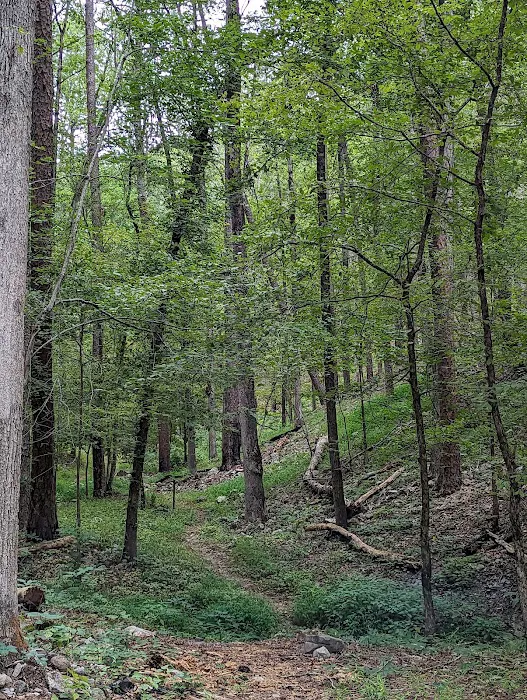Camp Site 21 @ Charlton Recreation Area 4