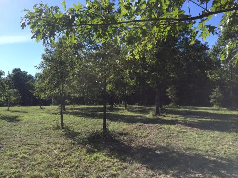 Eclipse-it-here campground 6