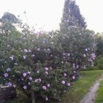 Lone Elm Mobile Home Park