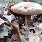 Twin Coves Campground