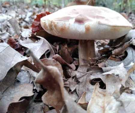 Twin Coves Campground