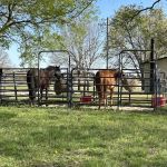 Rockhaven Park Equestrian Campground