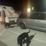Love's RV Hookup