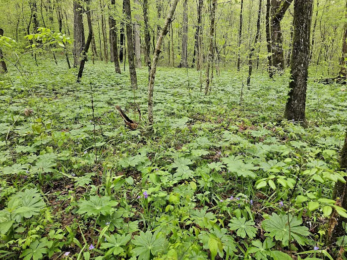 Crystal Recreation Area 2