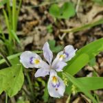 Crystal Recreation Area