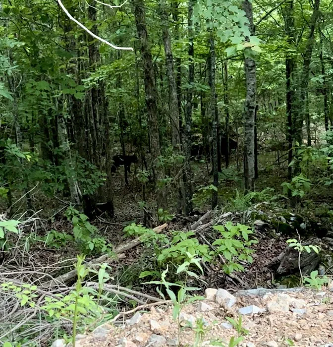 Screaming Eagle Cabins 6
