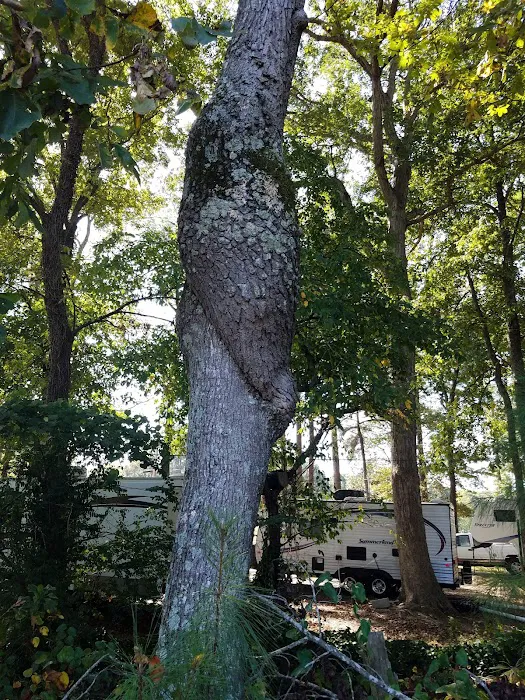 Tall Pines RV Park 5