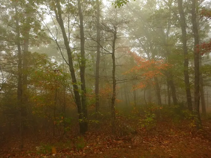 Winding Stair Campground 5