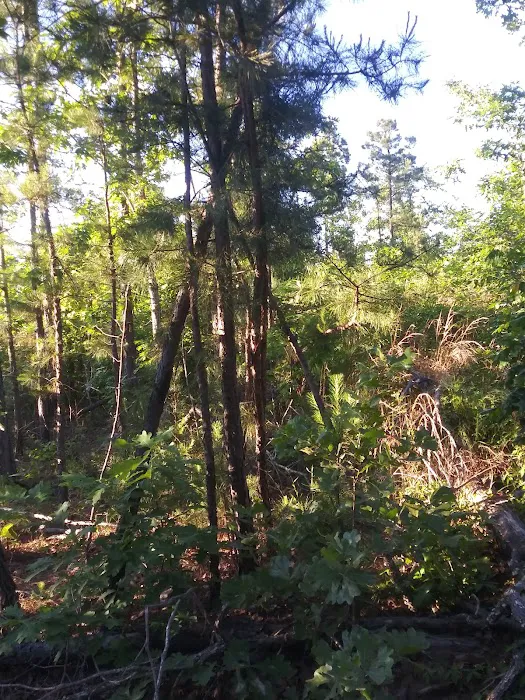 Winding Stair Campground 8
