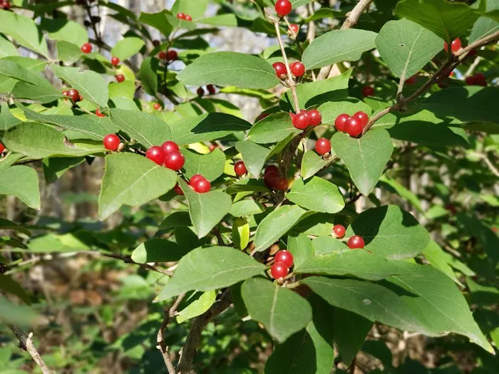 Shawnee Mission Park Campsite & Youth Camp 2 3