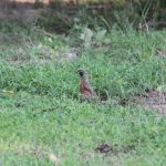 Canyon Creek RV Park