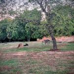Coneflower Campground