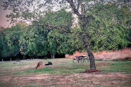 Coneflower Campground