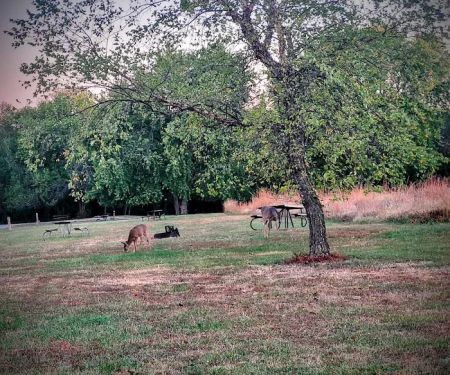Coneflower Campground