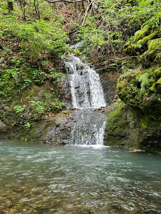 Bard Springs 2