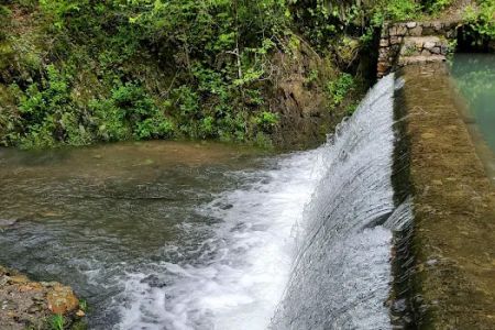 Bard Springs
