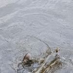 Totally Hitched Rentals & RV Park