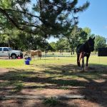 Walnut Creek Park COE