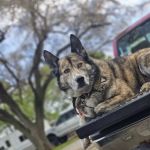 Apache Pines RV Park