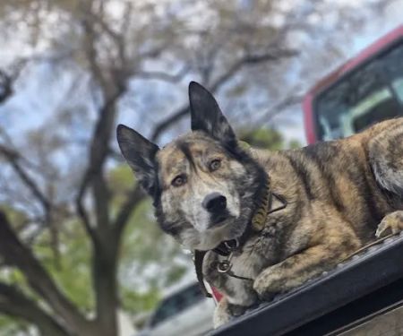 Apache Pines RV Park