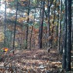 Camp Ground #2