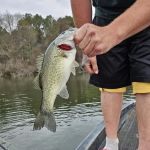 DeRoche Ridge Campground at Degray Lake State Park