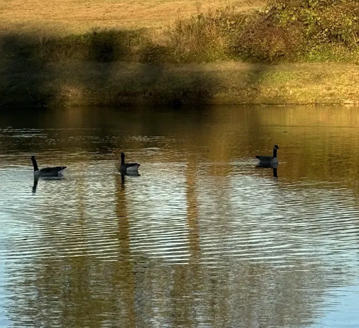 Golden Pond RV Park 5