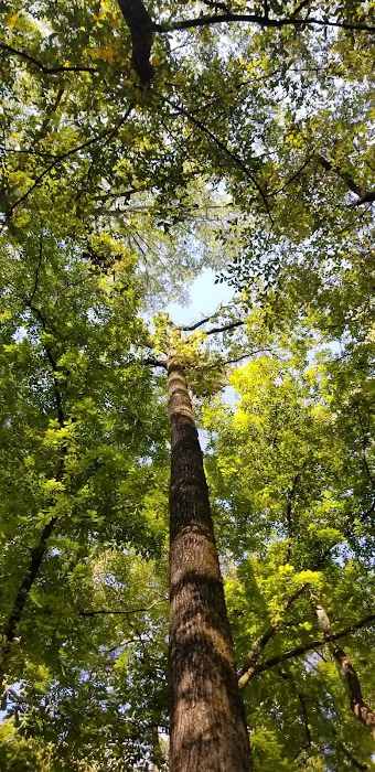Cypress Campground 3