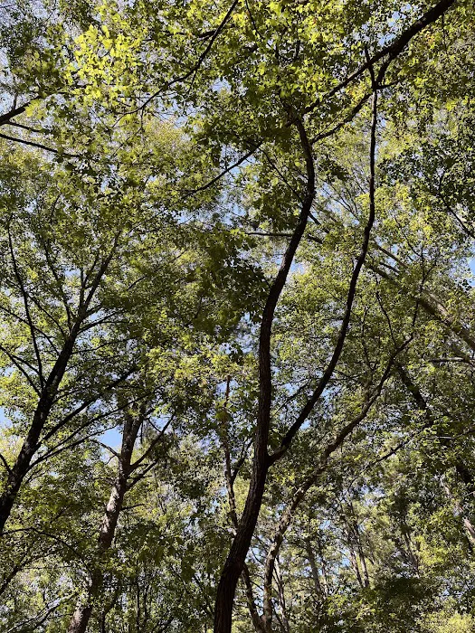 Cypress Campground 10