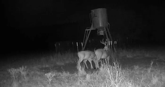 Scaria Ranch 1