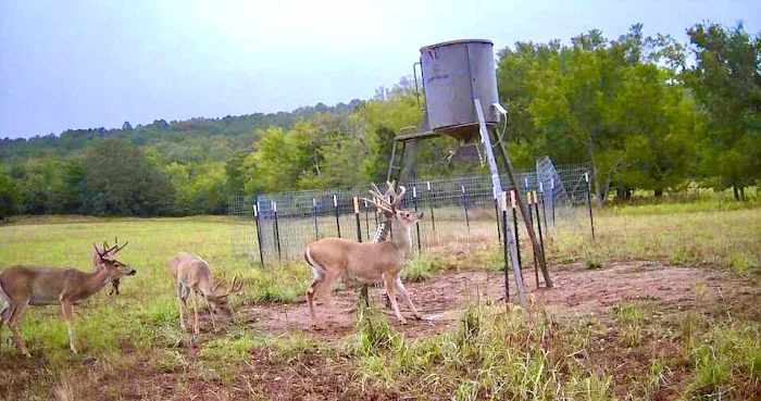 Scaria Ranch 2