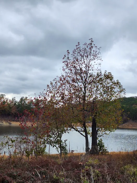 Holly Creek Campsite 10