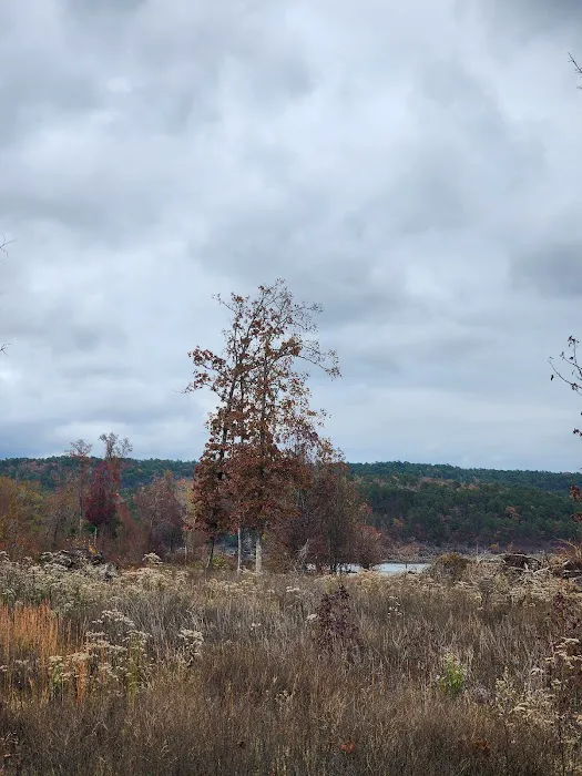 Holly Creek Campsite 4