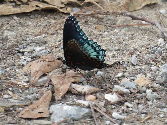 Beaver's Run RV Park & Fish Camp 2