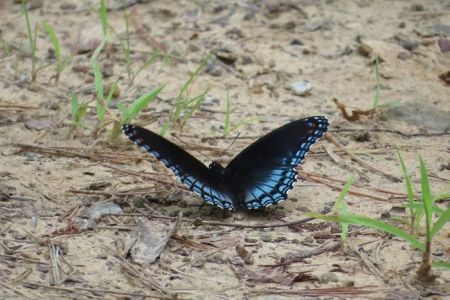 Beaver's Run RV Park & Fish Camp