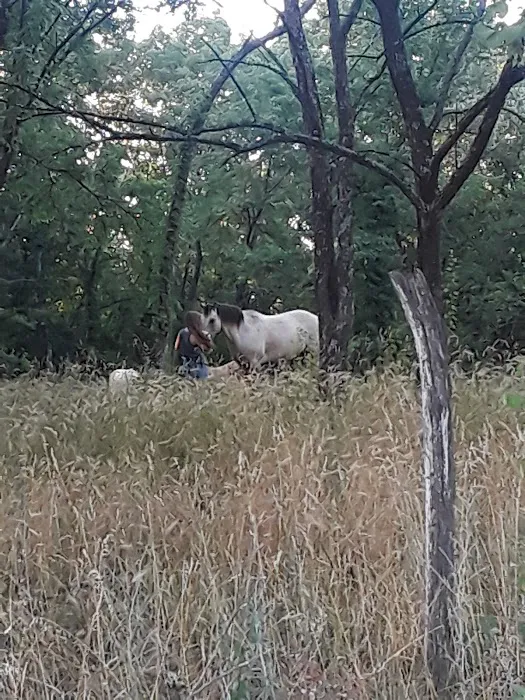 Ethans Forrest 4