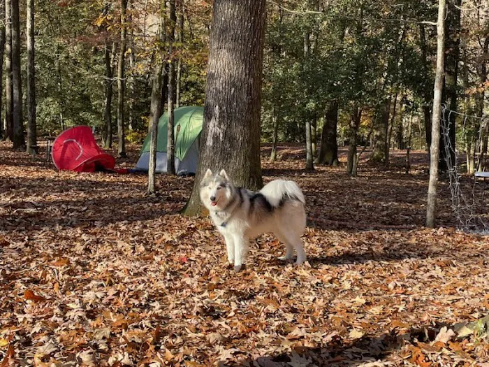 Grapevine Campground 5