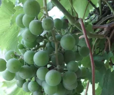 Dorries Mobile Home & RV Park